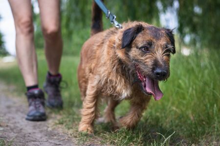 Pet owner walk with mixed breed dog outdoor. Dog on pet leash walking in nature.の写真素材