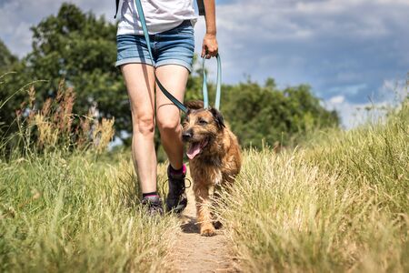 Animal trainer walking with her dog in nature. Dog obedience training. Woman with her animal best friend enjoying summer outdoorsの写真素材