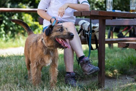 Dog and woman resting in outdoor restaurant. Refreshment during hiking with dog.の写真素材