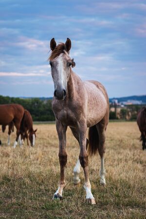 Young horse on pasture. Herd of thoroughbred horses. Front view of white foal in natureの写真素材
