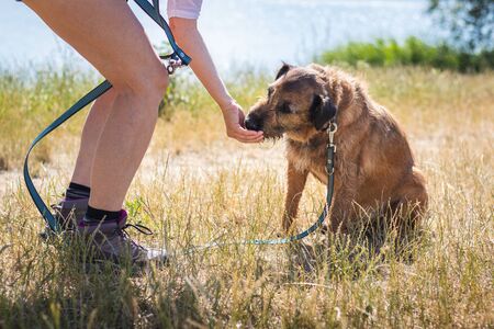 Dog is getting pet food outdoors. Leisure activity with animal best friend. Pet owner giving dog...