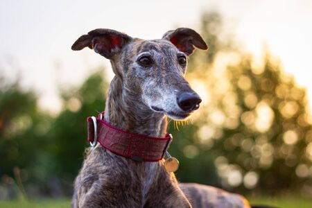 Portrait of greyhound. Purebred dog outdoors. Spanish Galgo at sunsetの写真素材