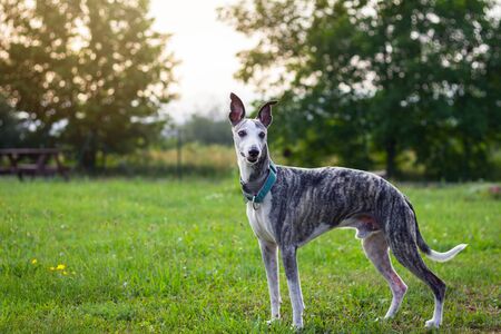 Whippet standing at garden. Cute purebred dog outdoors. Young greyhoundの写真素材