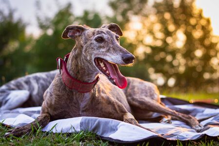 Cute greyhound is resting at blanket outdoors. Spanish Galgo. Purebred dog at sunsetの写真素材