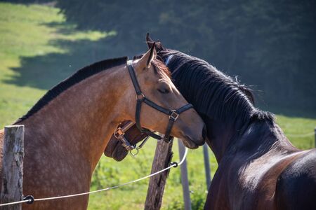 Two horses in love on pasture. Communication between thoroughbred horses. Side view portrait of animal head. Friendship between domestic animalsの写真素材
