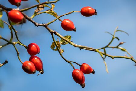 Twig of rose hip against blue sky. Close-up red dog rose berry. Organic natural fruit for herbal medicine, selective focusの写真素材