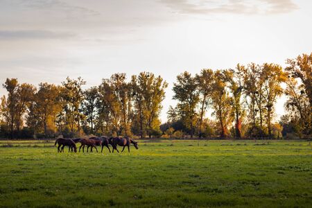 Beautiful idyllic atmosphere on pasture at autumn season. Herd of thoroughbred horses. Grazing horse family outdoorsの写真素材