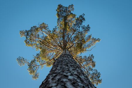 Pine tree and clear blue sky. Low angle view to majestic single tree. Tree trunk