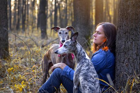 Beautiful woman resting with her dogs in forest at autumn. Pet owner and Spanish greyhound and...