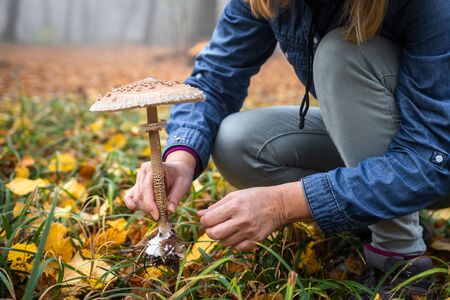 Woman picking Parasol Mushroom (Macrolepiota procera) in autumn forest. Edible mushroom in female...
