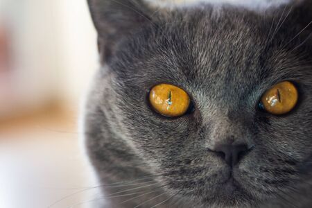 Portrait of British shorthair cat. Closeup view to animal eyes. Domestic purebred gray cat looking at camera, front viewの写真素材