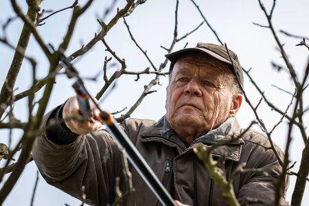 Senior man pruning apple tree. Farmer gardening in orchard at spring. Gardener cutting branch with...