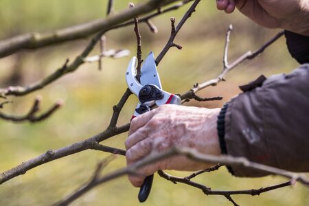 Pruning tree in garden. Farmer cutting twig of apple tree with secateurs. Close-up gardening equipmentの写真素材