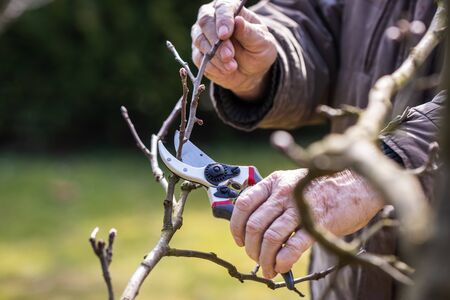 Man with pruning shears cutting twig of apple tree. Gardening in orchard at springtimeの写真素材