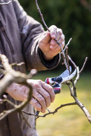 Pruning tree, gardening at spring. Closeup hands with secateurs cutting branch of fruit tree. Farmer cultivated orchardの写真素材