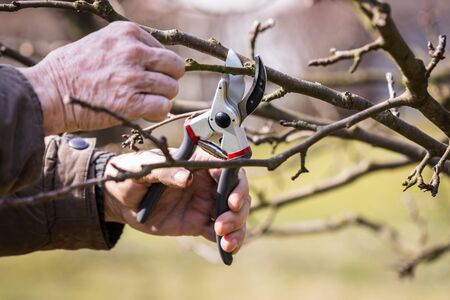 Gardening in orchard, pruning fruit tree. Hand cutting branch with secateurs. Working in garden at springの写真素材