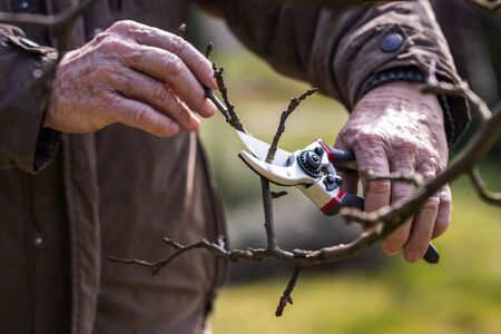 Old farmer cutting branch by pruning shears, gardening at spring. Close-up hands working with secateursの写真素材