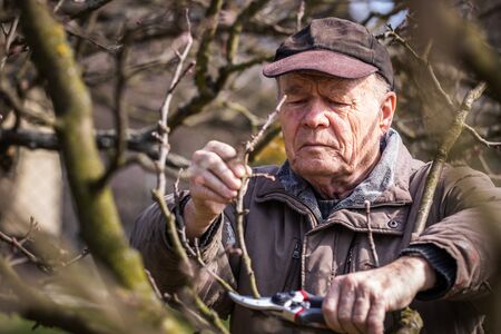 Senior man gardening at spring, pruning tree. Gardener cutting branch of apple tree. Old farmer working at his gardenの写真素材