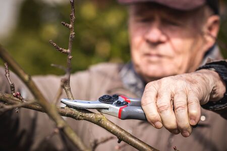 Farmer cutting branch by pruning shears, selective focus. Senior man working with secateurs in orchard. Agricultural occupation. Gardening equipmentの写真素材