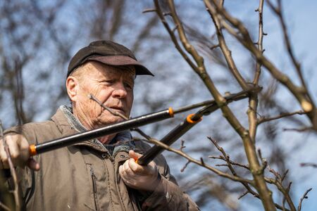 Senior man pruning fruit tree at his orchard. Gardening at spring. Farmer using pruning shears in garden.の写真素材