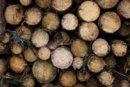 Stack tree trunk, firewood woodpile. Cutted pine wood. Forestry industry