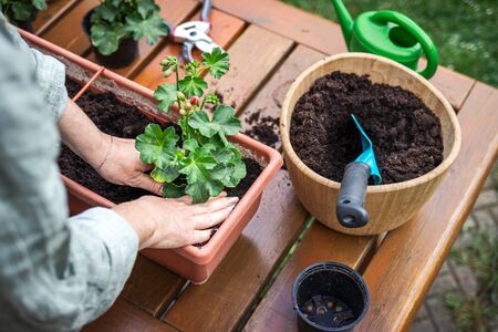 Planting Pelargonium flower into window box on wooden table. Woman gardening at springtime. Geranium seedlingの写真素材