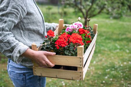 Florist holding wooden crate full of colorful geranium flowers. Woman standing in garden. Gardener is ready for planting pelargonium at springtimeの写真素材