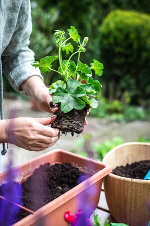 Woman planting geranium flowers into flowerpot on wooden table. Gardening at spring. Florist holding pelargonium seedling in handの写真素材