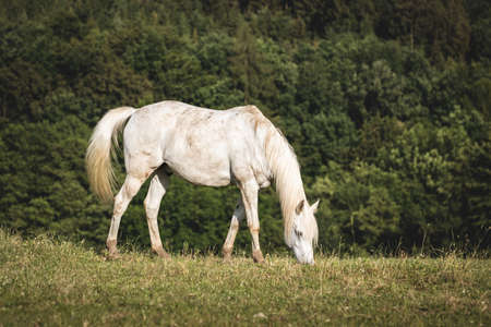 White horse grazing grass on pasture. Forest in background. Domestic animal in natureの写真素材