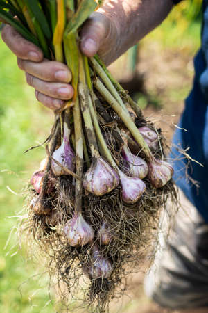 Farmer holding garlic harvested from vegetable garden. Gardener harvesting homegrown produce from organic farmの写真素材