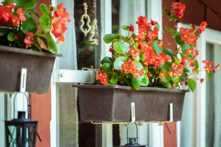 Red begonia in window box. Flower decoration at patio. Potted flowering plant in summer seasonの写真素材
