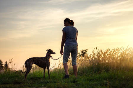 Woman walking with her dog during sunset at summer. Pet owner with greyhound enjoying walk outdoorsの写真素材