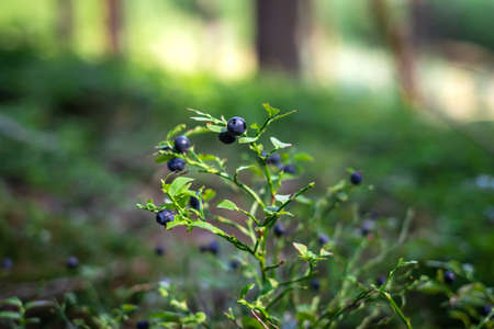 Blueberry bush in forest. Organic berry fruit. Sweet food from woodland. Healthy eating