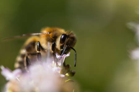 Bee pollinating flower and collect nectar. Honey bee in petal. Close-up. Green background