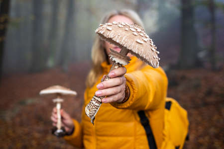 Hiking woman is showing parasol mushroom found in forest. Exploration autumn woodland. Edible mushroom (Macrolepiota procera) in female handの写真素材