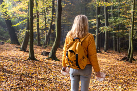 Woman exploring autumn forest. Hiker with backpack holding edible mushroom found at woodland. Exploration of natureの写真素材