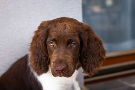 Puppy of Small Munsterlander. Sad puppy waiting for his owner. Cute german hunting dogの写真素材