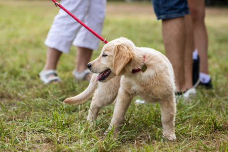 Golden retriever puppy outdoors. Cute young dog with people. Friendship between people and petの写真素材