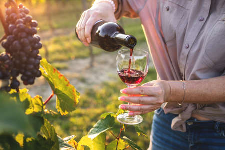 Woman pouring red wine from bottle into drinking glass at vineyard. Female sommelier tasting wine outdoorsの写真素材