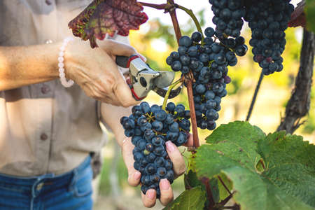 Farmer grape harvesting in vineyard. Woman cutting blue grapes with pruning shears. Harvest ripe fruit from organic grapevineの写真素材
