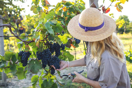Woman with straw hat harvesting black grapes at vineyard. Farmer holding pruning shears and picking grapeの写真素材