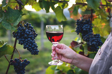 Woman drinking red wine at vineyard. Sommelier tasting homemade wine outdoors. Wineglass in female handの写真素材