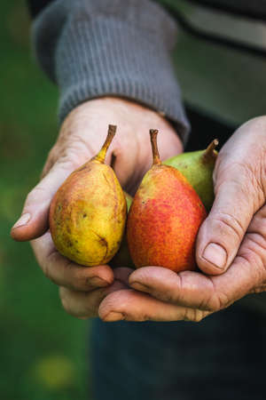 Pear fruits in farmers hand. Old man holding ripe pear. Harvesting at garden in autumn seasonの写真素材