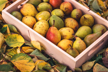 Ripe pears in wooden crate. Healthy food from garden. Autumn harvestの写真素材