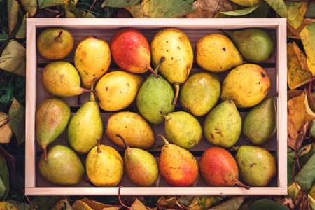 Ripe pears fruit. Harvested organic pear in wooden crate. Autumn harvest. Flat layの写真素材