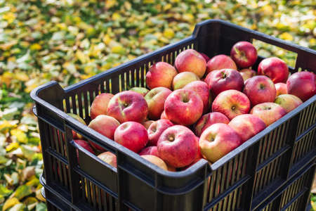 Apples in plastic crate. Harvesting fruit in garden at autumn. Red apple from organic farmの写真素材