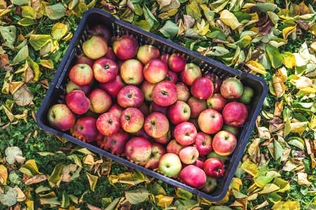 Ripe red apples in plastic crate. Harvesting organic fruit in garden at autumn. Homegrown produce from orchardの写真素材