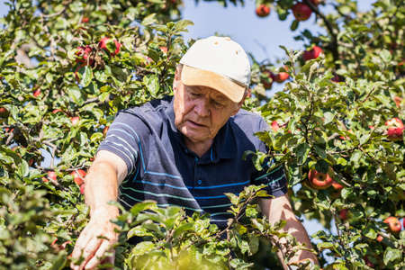 Old farmer picking apple from fruit tree. Senior man harvesting homegrown produce in orchardの写真素材