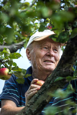 Smiling senior man picking apples from fruit tree. Portrait of happy farmer in his orchardの写真素材
