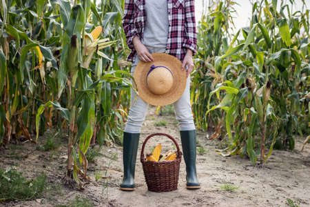 Farmer in corn field. Woman with straw hat and rubber boots standing over wicker basket with harvested corn cobs. Farming and agriculture conceptの写真素材
